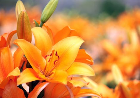 Photograph of orange lilies