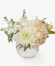 Crisp Ivory