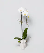 Divine Orchid