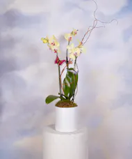 Spring Orchid - Deluxe