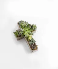 Peaceful Succulents