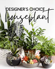 Designer's Choice - Houseplants