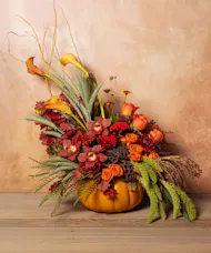 Pumpkin Prestige