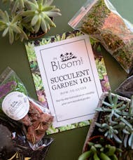 (Virtual) DIY Succulent Garden Kit