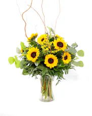 Sunflower Fields