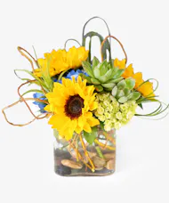 Sunflowers & Succulents