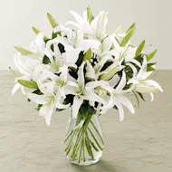 Casablanca Lilies