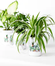 Appreciation Plant Mug