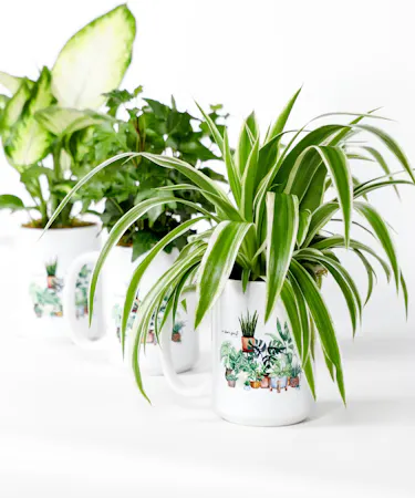 Elevate your indoor greenery game with these adorable plant arrangements, perfectly nestled within stylish ceramic mugs. 