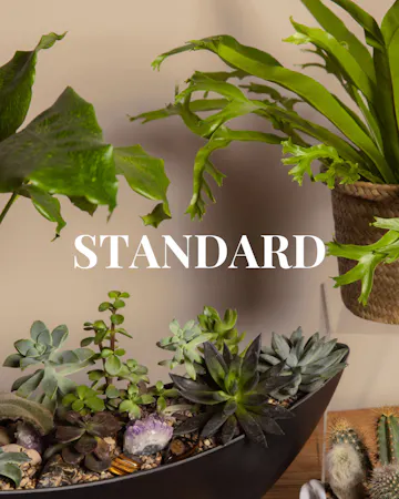 Save 20% and enjoy the convenience of pre-scheduled plant deliveries with a plant subscription and free delivery!