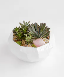 Modern Succulent Garden Premium