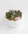We plant a fresh, locally grown succulents in a low, modern white container. 