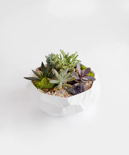 Succulents
