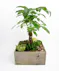 Money Tree pant in a stone head planter that can be reused.