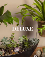 Plant Subscription