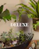 Save 20% and enjoy the convenience of pre-scheduled plant deliveries with a plant subscription and free delivery!