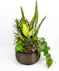 Money Tree pant in a stone head planter that can be reused.