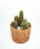 Money Tree pant in a stone head planter that can be reused.