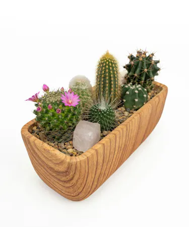 Money Tree pant in a stone head planter that can be reused.