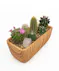 Money Tree pant in a stone head planter that can be reused.