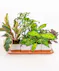 Money Tree pant in a stone head planter that can be reused.