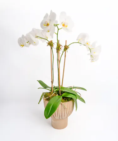 Money Tree pant in a stone head planter that can be reused.