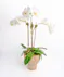 Money Tree pant in a stone head planter that can be reused.