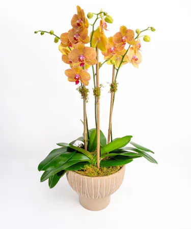 Money Tree pant in a stone head planter that can be reused.