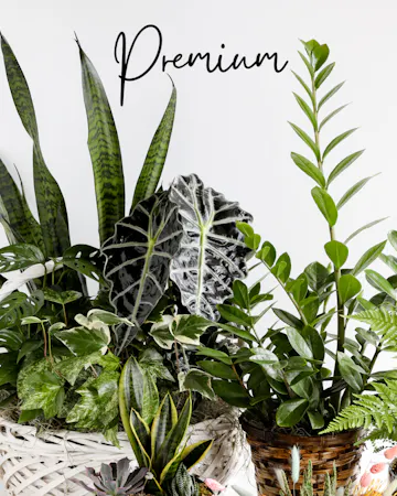 Surprise them with a stunning custom plant. Our expert designers will pick out various plants in a one of a kind planter.