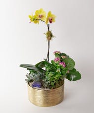 Lavish Orchid + Succulent Planter - Standard