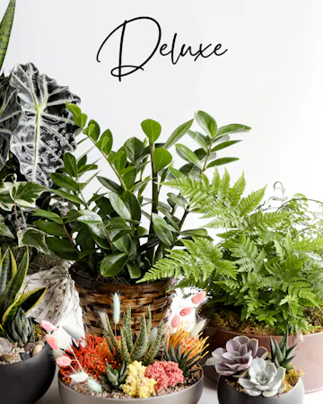 Surprise them with a stunning custom plant. Our expert designers will pick out various plants in a one of a kind planter.