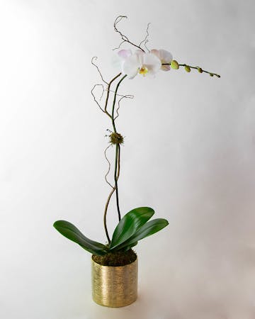 Phalaenopsis Orchid Plant Orlando Fl Flower Delivery In Bloom Florist