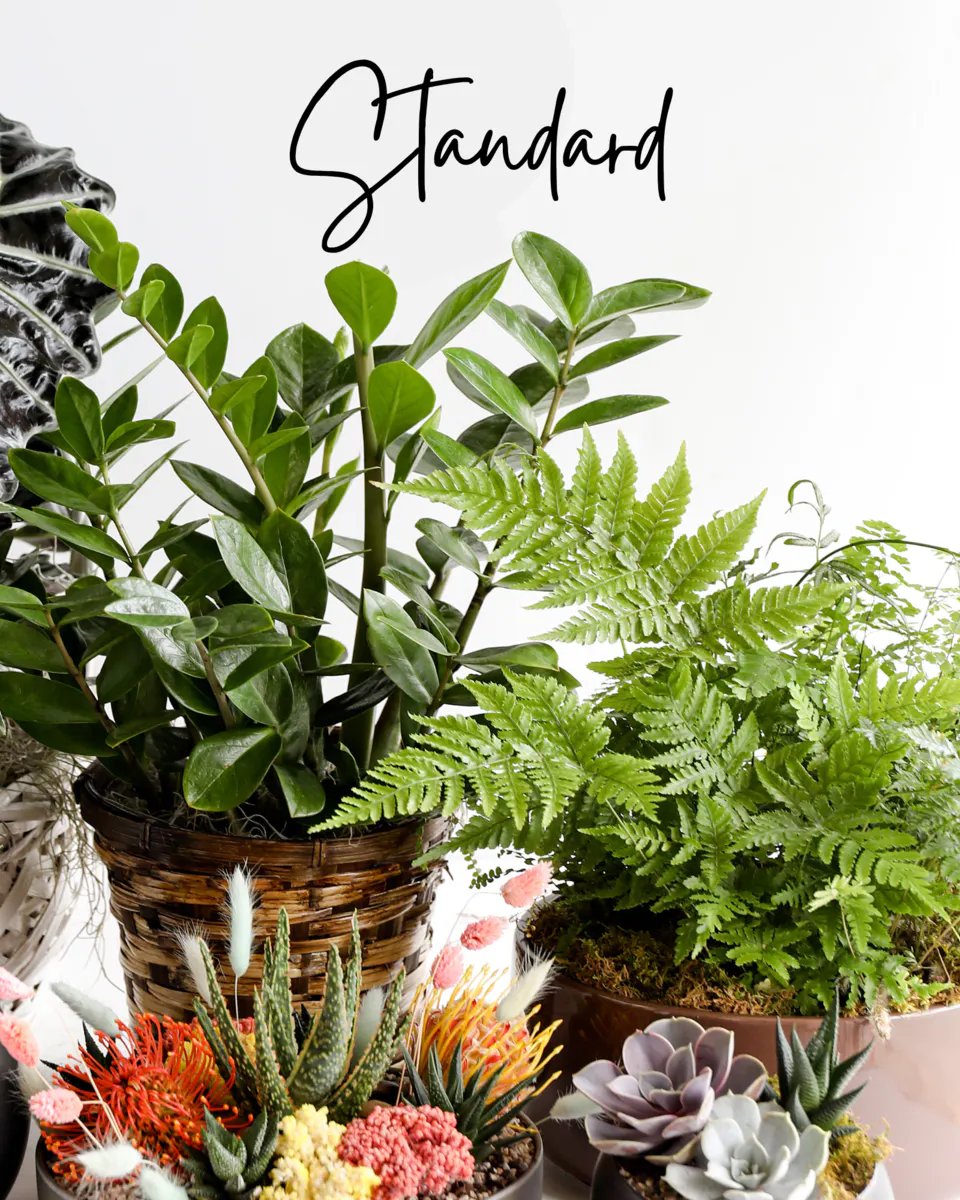 Designer's Choice House Plants SameDay Plant Delivery In Bloom