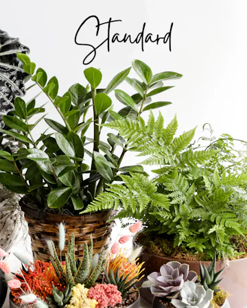 Surprise them with a stunning custom plant. Our expert designers will pick out various plants in a one of a kind planter.