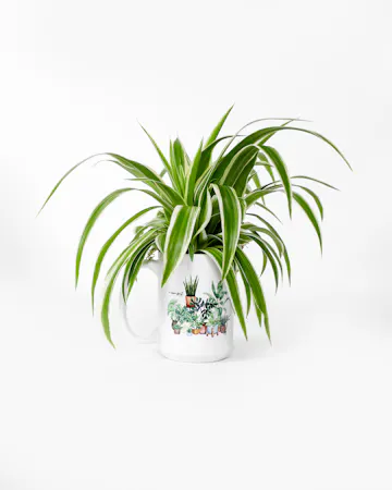 Elevate your indoor greenery game with these adorable plant arrangements, perfectly nestled within stylish ceramic mugs. 