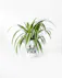 Elevate your indoor greenery game with these adorable plant arrangements, perfectly nestled within stylish ceramic mugs. 