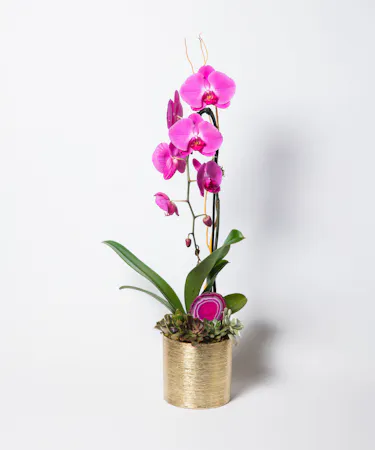 This orchid is the perfect way to show you care!