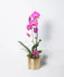 This orchid is the perfect way to show you care!
