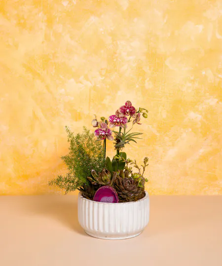 Plants