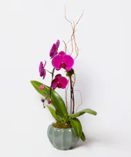 Elegant Cascade Orchid