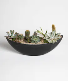 Celestial Succulents