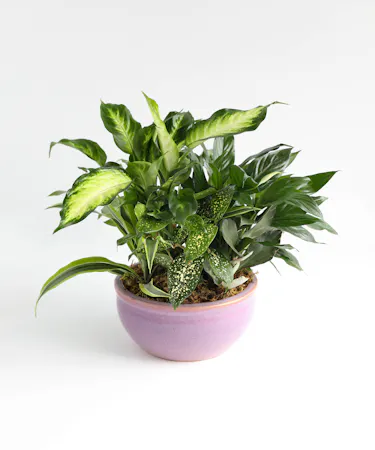Ceramic Dish Garden Orlando (FL) In Bloom Florist