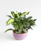Ceramic Dish Garden Orlando (FL) In Bloom Florist