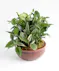 Ceramic Dish Garden Orlando (FL) In Bloom Florist