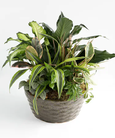Ceramic Dish Garden Orlando (FL) In Bloom Florist