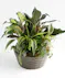 Ceramic Dish Garden Orlando (FL) In Bloom Florist