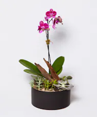 Driftwood Orchid