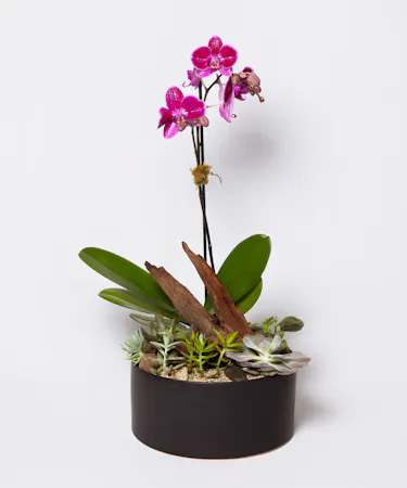 Money Tree pant in a stone head planter that can be reused.