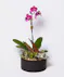 Money Tree pant in a stone head planter that can be reused.