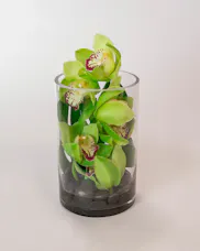 Elegant Orchids